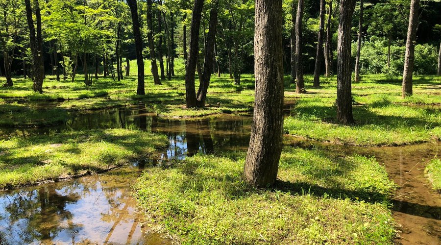 It seems to be a scenery that doesn't exist in nature. The trees that are planted are deciduous trees. They don't seem to grow at the waterfront because their roots are easy to rot. So this place is established artificially. But they look harmonious.