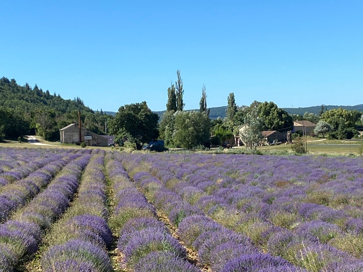 6 Must-Visit Locations for Stunning Lavender Views