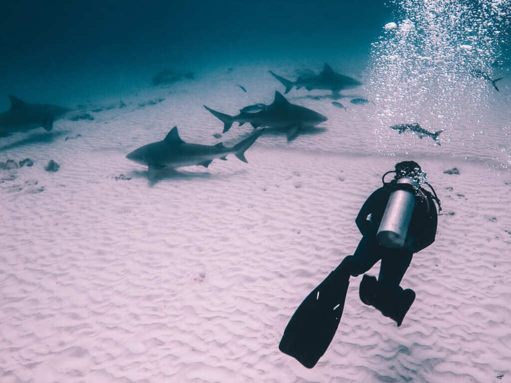 good vibes diving playa del carmen