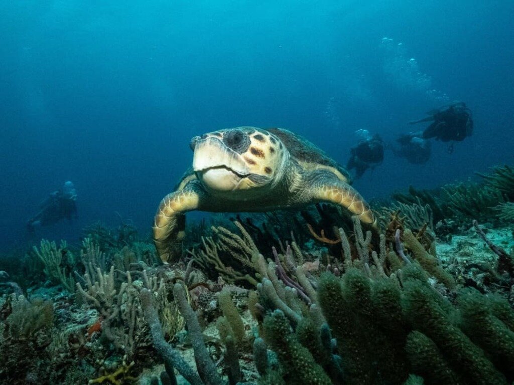 good vibes diving playa del carmen