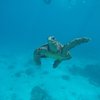 Nevis "Zico Boat Excursions La Digue"