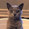 BlueCatZ1