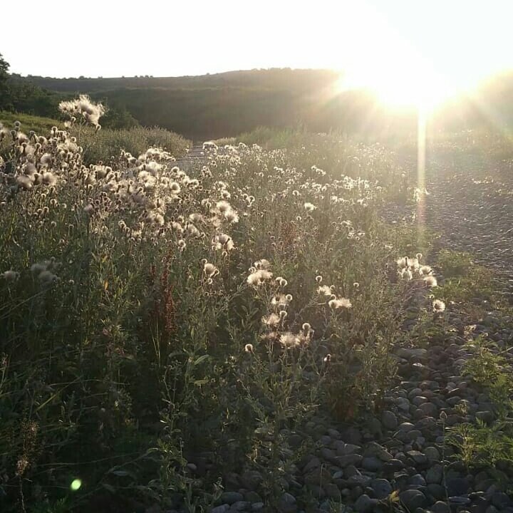 Гора змейка минеральные воды фото