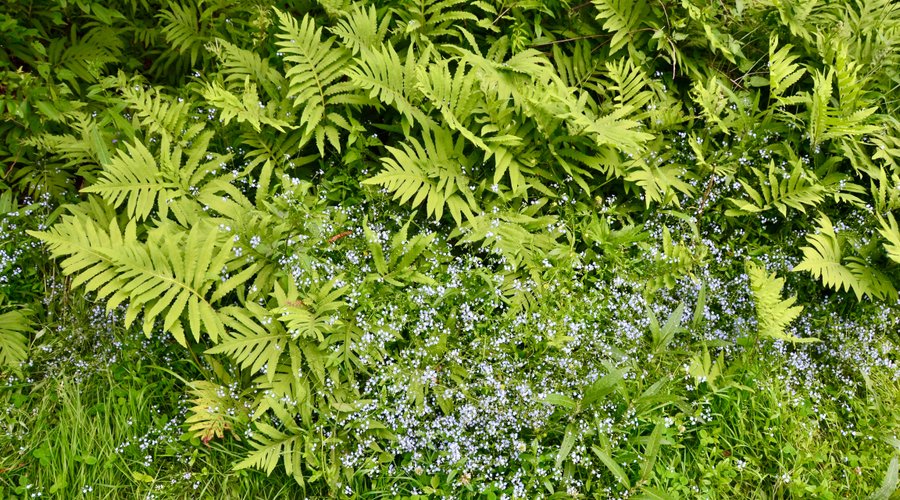 Ferns and flowers