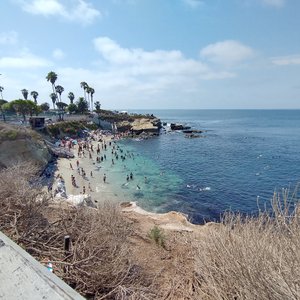 La Jolla Town Council coastal forum airs concerns about sea lions, bluffs  and Gliderport - La Jolla Light