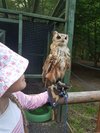 Willows Bird of Prey Centre - The Hiker