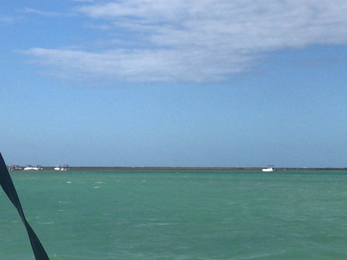 Projeto de preservação de cavalo-marinho fecha por falta de apoio em Porto  de Galinhas