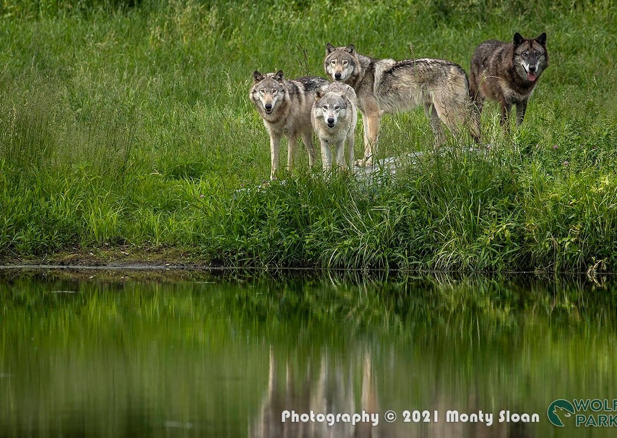 Wolf Park, Battle Ground: лучшие советы перед посещением - Tripadvisor