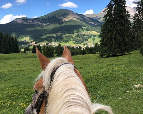 Cavalos Loiros Sorrir Prado Siusi Alpes Trentino Alto Adige Itália