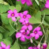 Oxalis Tours