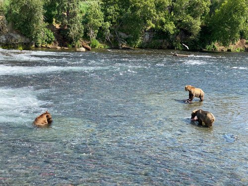 Katmai National Park and Preserve Swamy N review images