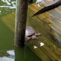 Fudpucker's Gator Beach (Destin) - All You Need to Know BEFORE You Go