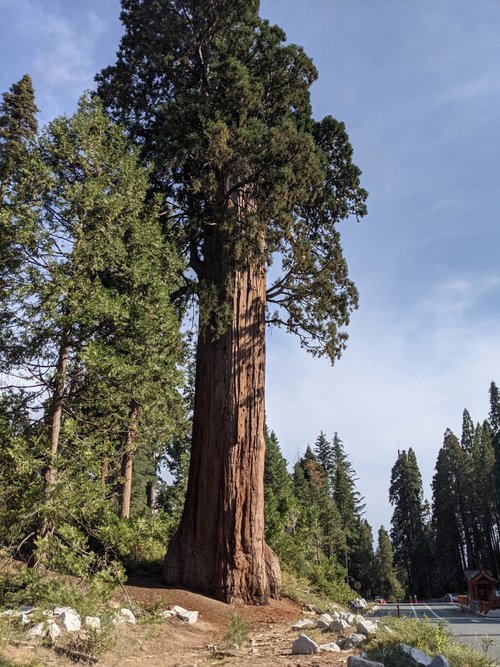 Sequoia and Kings Canyon National Park review images
