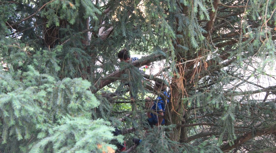Hier klettern Kinder im Baum vorm Hochhaus, reichen die TÜV geprüften Geräte in der Anlage nicht aus?   