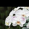Orchidea131313