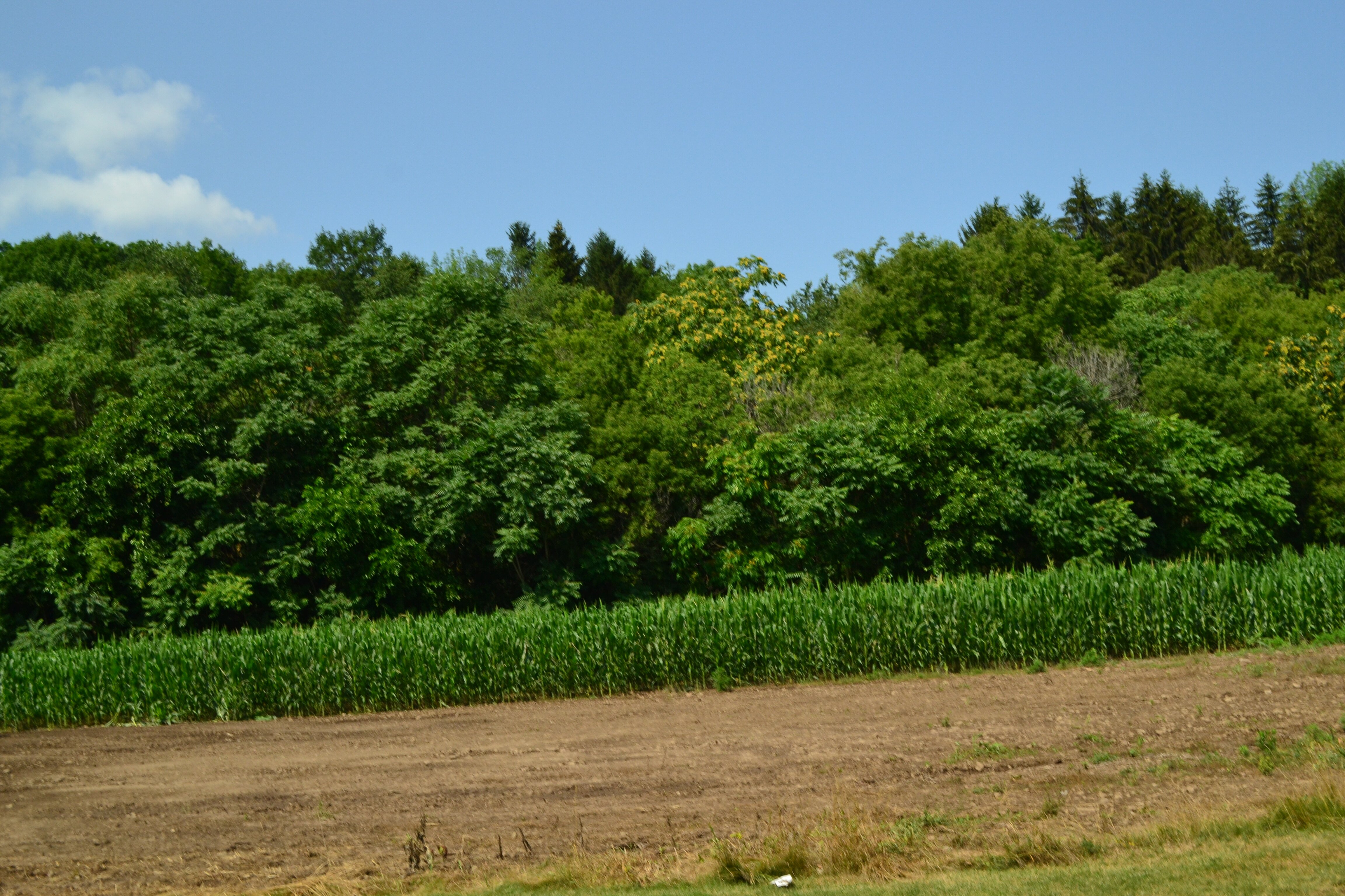 Martin Harris Farm (Palmyra, NY) - anmeldelser billede