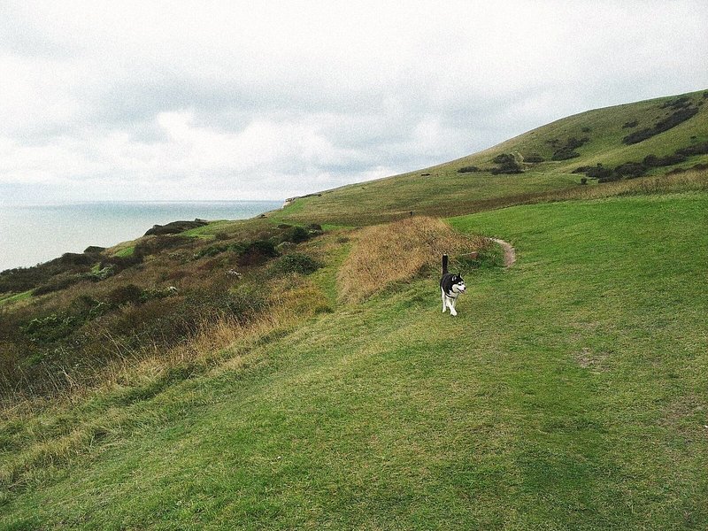A husky dog running on a hill in South Downs National Park
