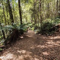 Liffey Falls (Deloraine): All You Need to Know BEFORE You Go