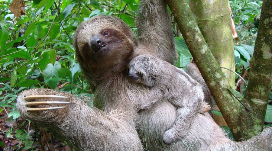 We love to have mommies with babies sloths over! They like to stick for a good while and then disappear in the deep rainforest that surrounds us. 