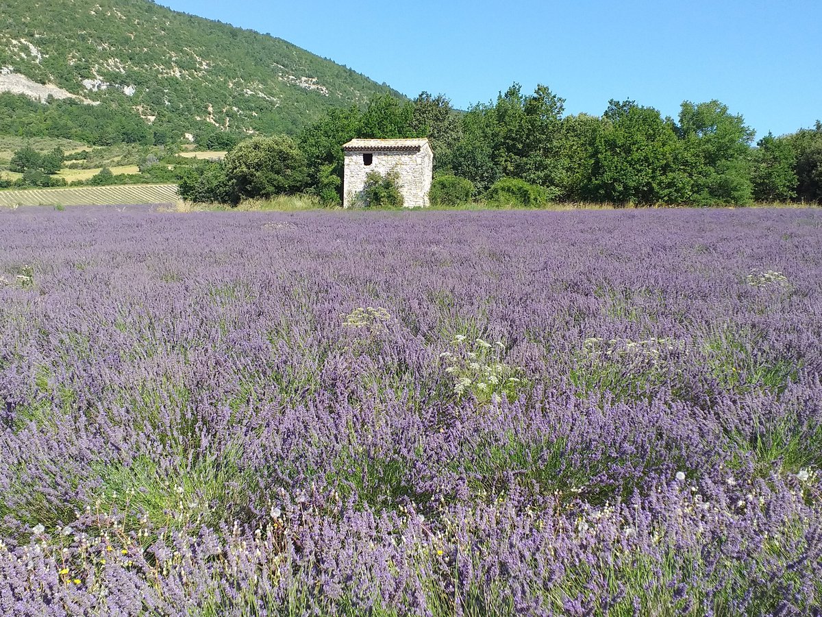 Chemin des Lavandes, Со: лучшие советы перед посещением - Tripadvisor