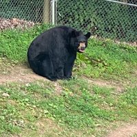 Western North Carolina Nature Center - All You Need to Know BEFORE You ...