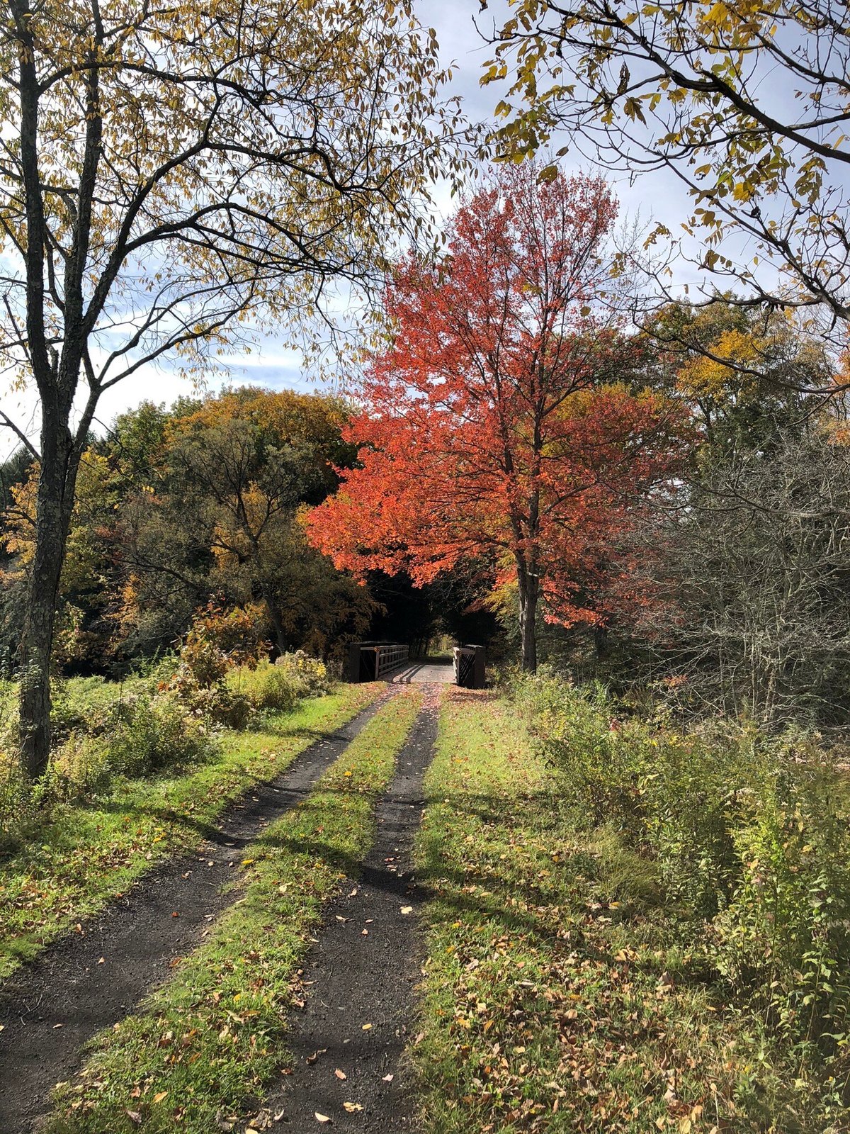 Scenic Tree Lined Country Road In The Catskill Mountains Of