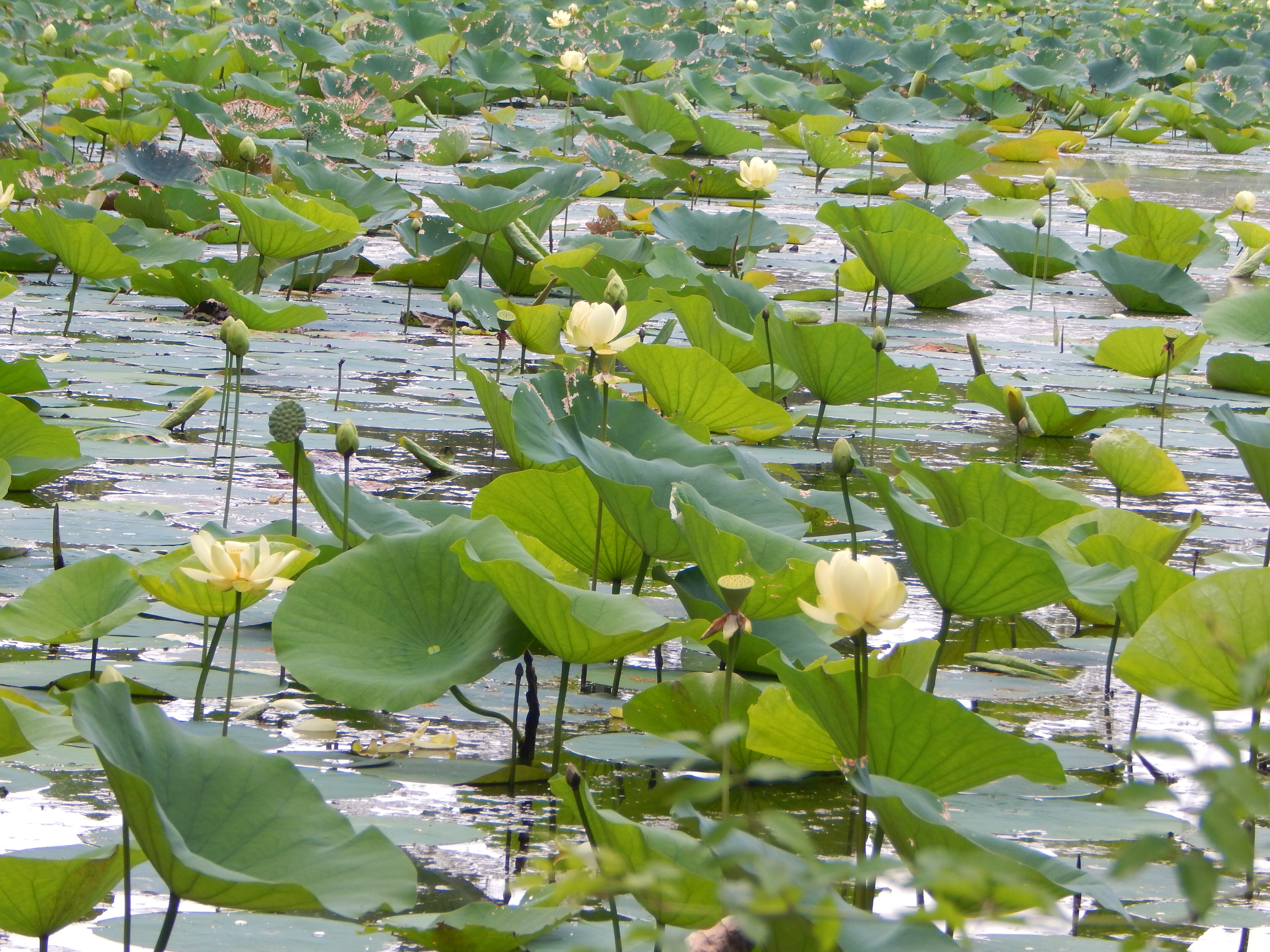 Lotus garden sales