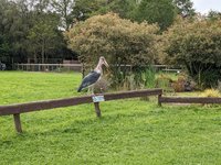 File:Tabley Superior - Gauntlet Birds of Prey Centre.jpg - Wikipedia