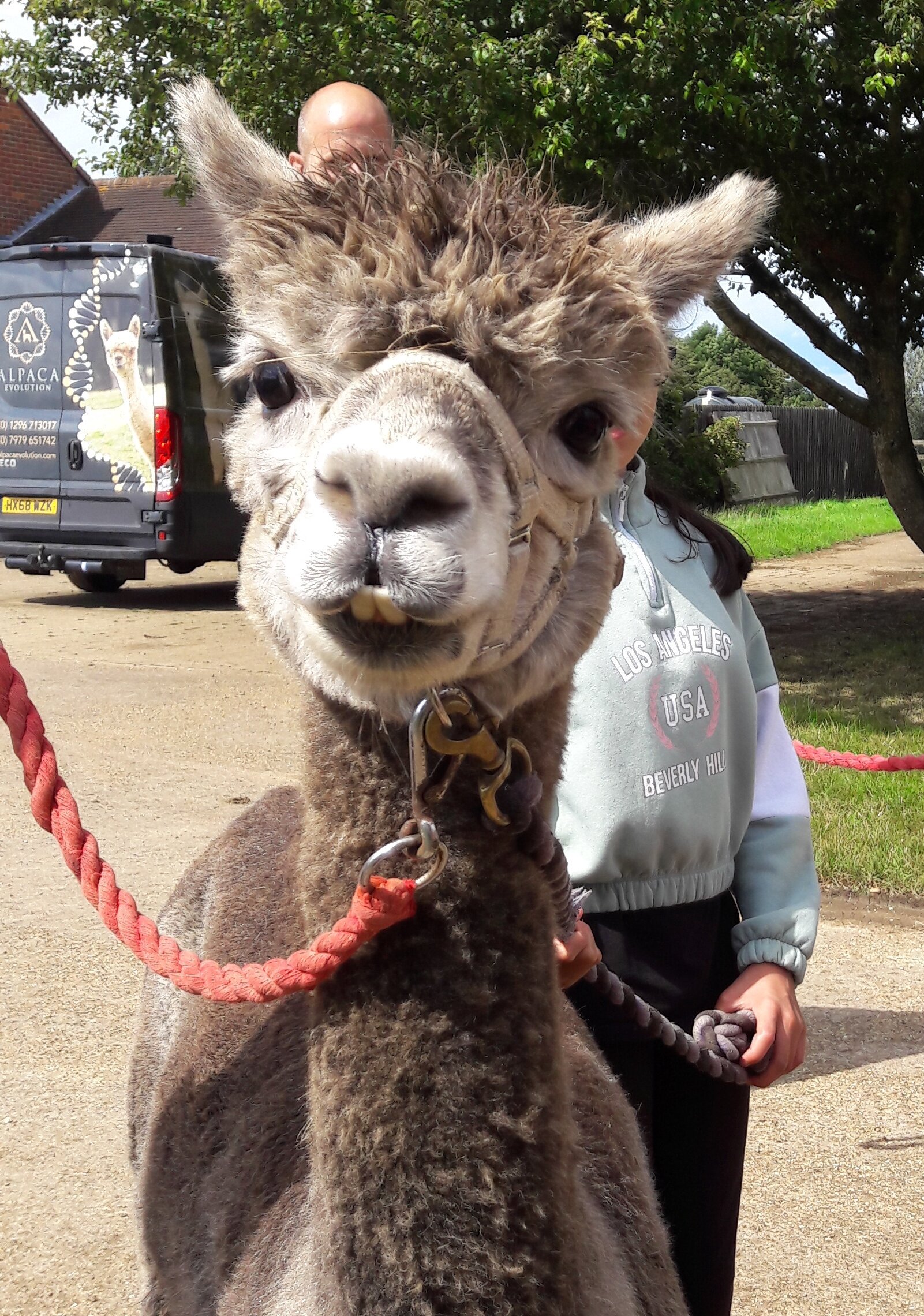 ALPACA EVOLUTION Milton Keynes All You Need to Know BEFORE You Go