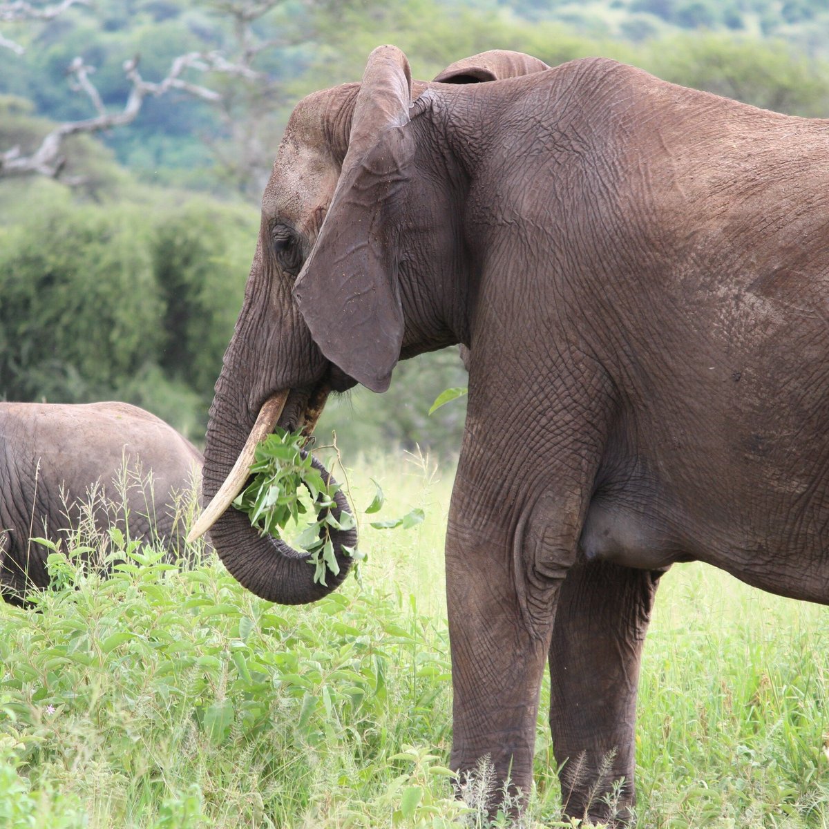 Serengeti Mara Adventures Arusha Tanzania Address Phone Number Tripadvisor 7362