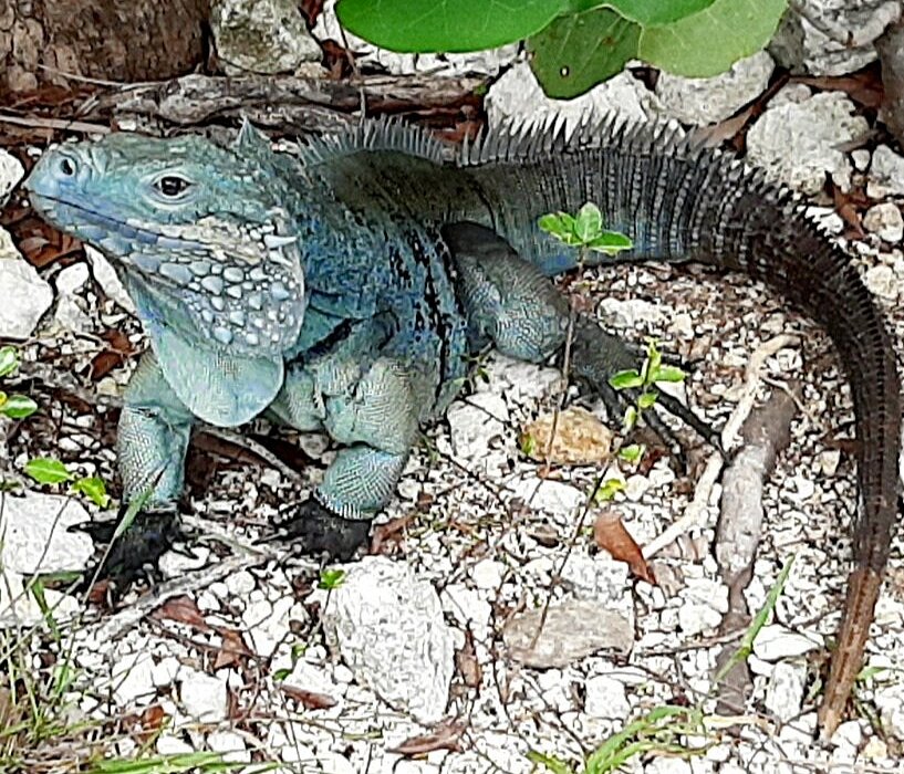 Blue Iguana Conservation Tour (North Side) - All You Need to Know ...