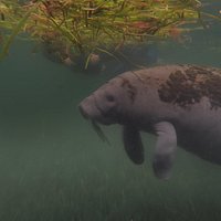 explorida manatee tour reviews