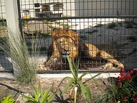 Lynx - Timbavati Wildlife Park