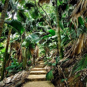 Vallée de Mai Nature Reserve (Anse Volbert) - All You to Know BEFORE You Go Photos) - Tripadvisor