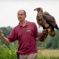 Cotswold Falconry Centre - All You Need to Know BEFORE You Go (2024)