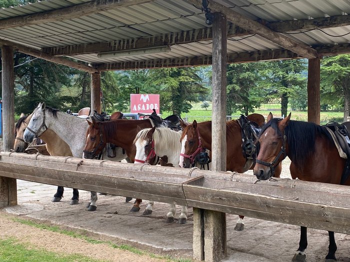 Imagen 7 de Caballos Sarvise