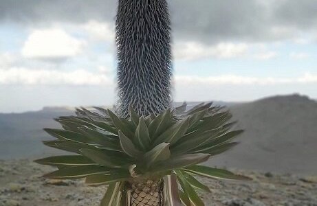 Bale Mountains 32