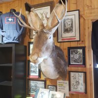 Giant Jackalope Exxon Country Store (Dubois) - All You Need to Know ...