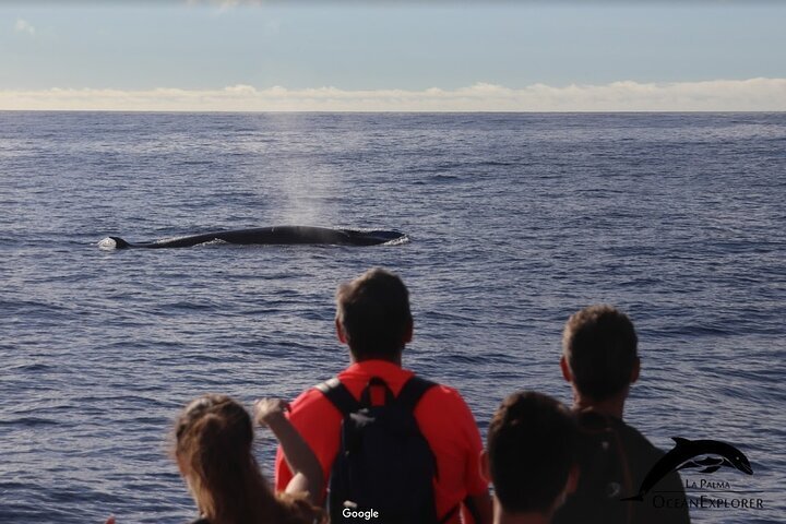 2023 Whales & dolphins plus coastal highlights in La Palma with marine ...