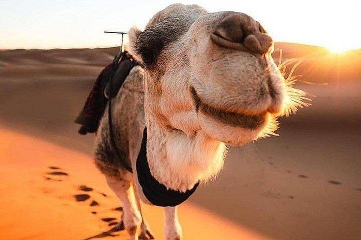 Morocco Desert Trips image