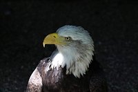 Xtreme Falconry - Up To 76% Off - Dorchester