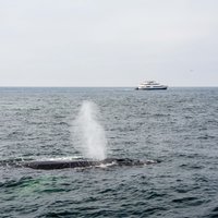 Boston Whale Watching Cruise by High-Speed Catamaran | MA