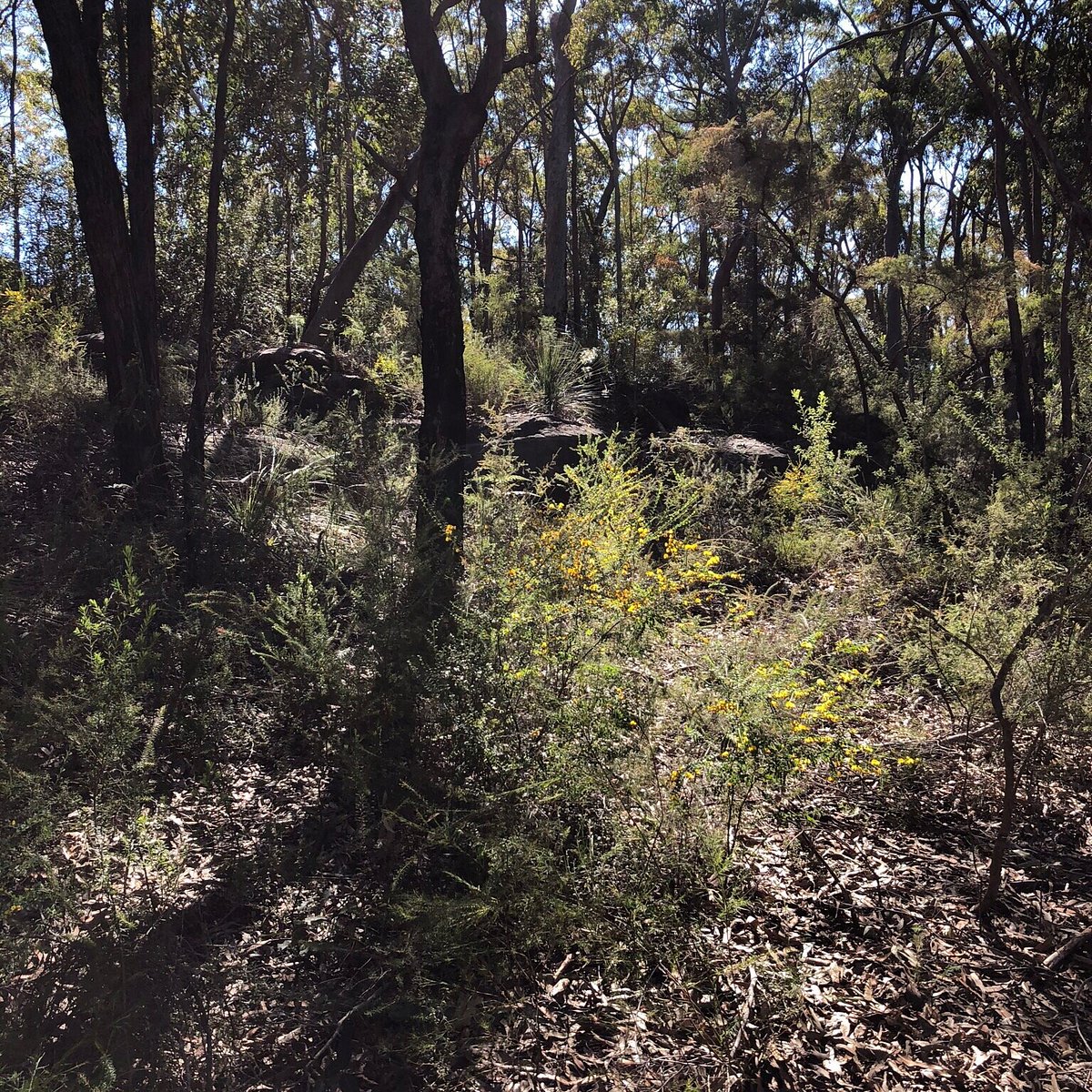 Winnicoopa Road Fire Trail (Blaxland) - All You Need to Know BEFORE You Go