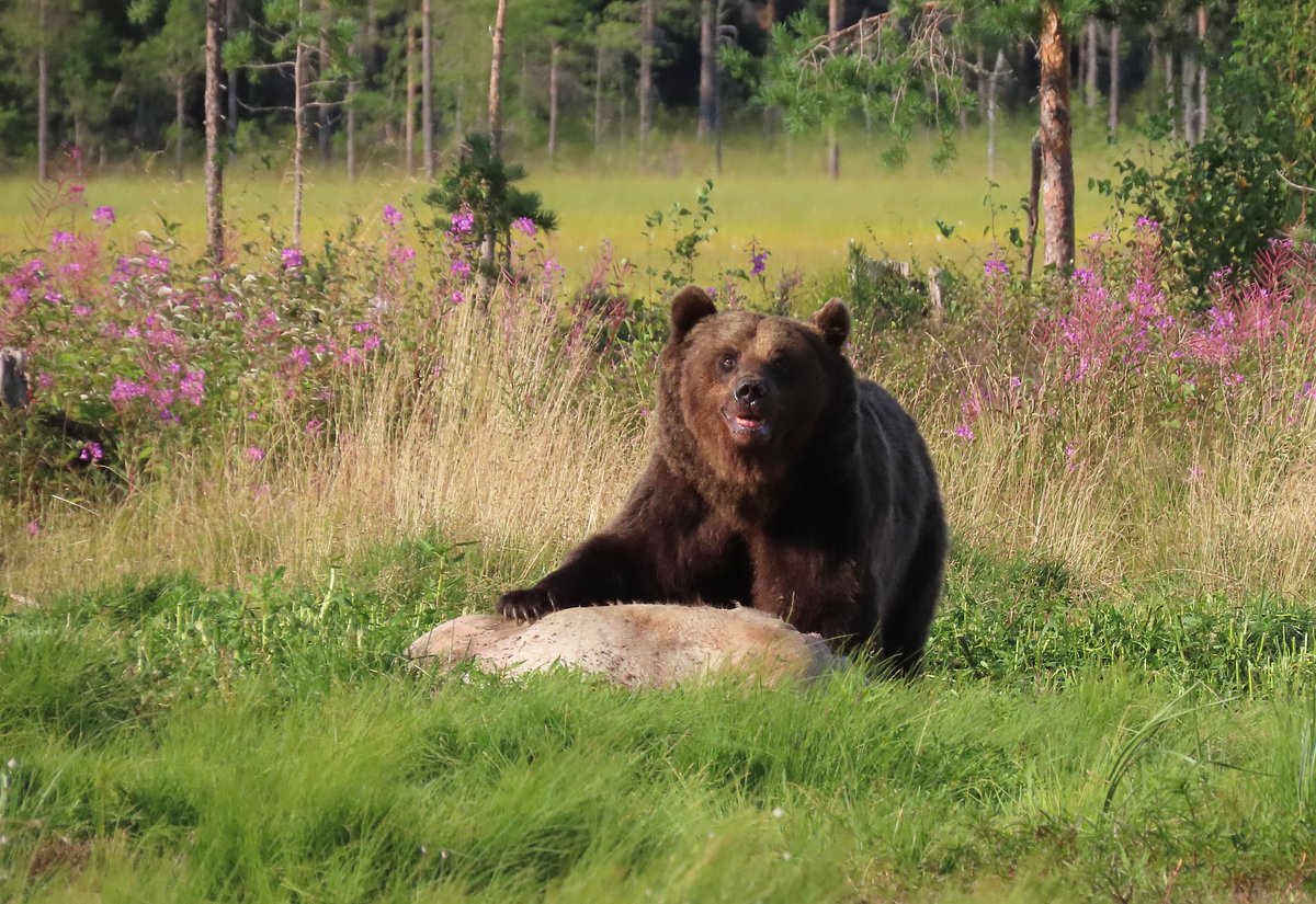 wildlife-safaris-finland-day-tours-kuhmo-all-you-need-to-know