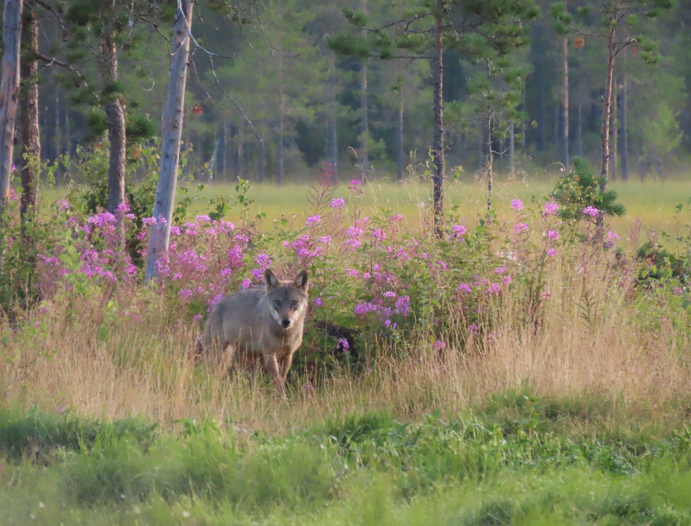 wildlife-safaris-finland-day-tours-kuhmo-all-you-need-to-know