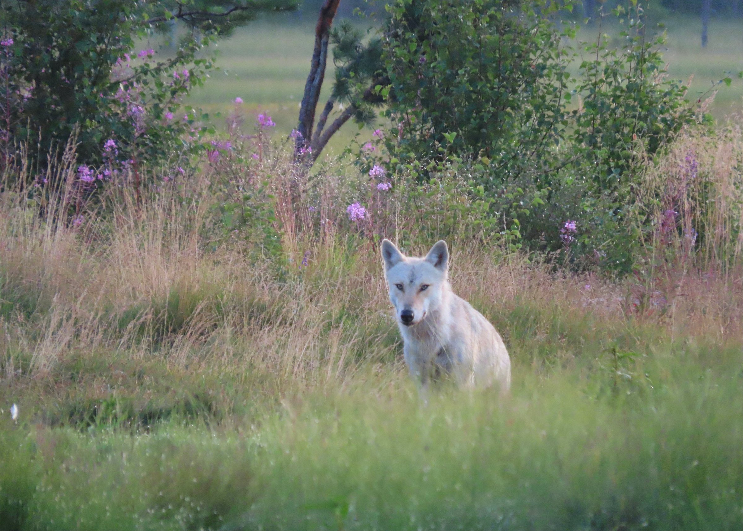 wildlife-safaris-finland-day-tours-kuhmo-all-you-need-to-know