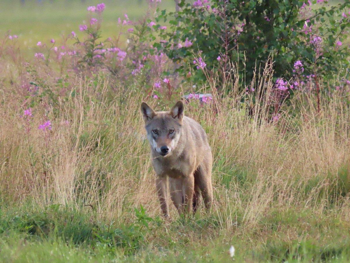 wildlife-safaris-finland-day-tours-kuhmo-all-you-need-to-know