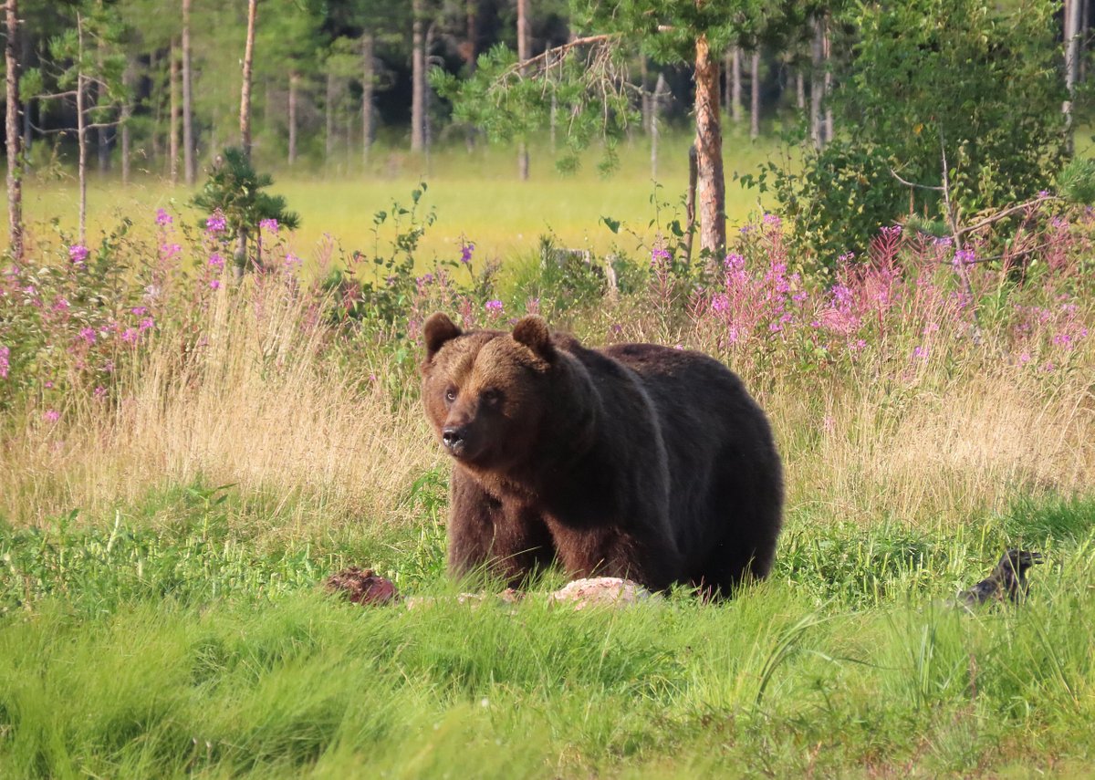 wildlife safaris finland