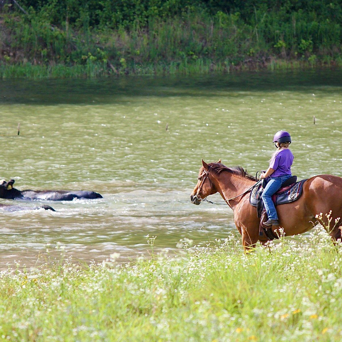 Panther Creek Stables (Nesbit, MS): Hours, Address - Tripadvisor