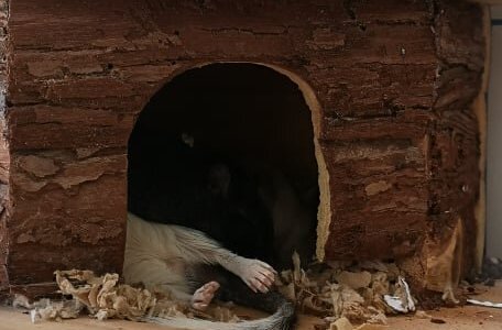 Ørkenrottene sover godt
